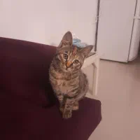 واگذاری گربه