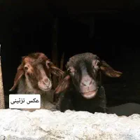 حیوانات مزرعه