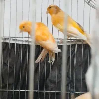 قناری نر جوجه