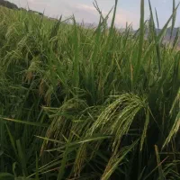 برنج علی کاظمی
