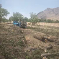 خرید درخت و چوب
