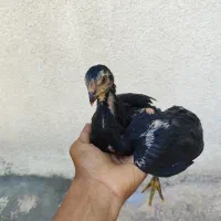 جوجه خروس لاری 3ماهه افغان..جوجه لاری18روزه اوشامو