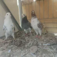 کفتر کبوتر شکار