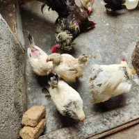 مرغ محلی وبرهما