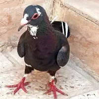 دوتا ماده پلنگ سو قدیم  عتیغه