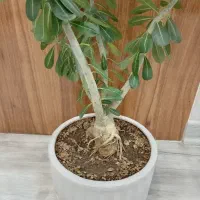 گل بونسای