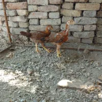 جوجه لاری