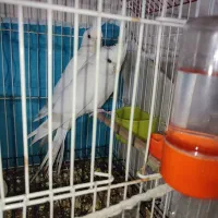 عروس‌‌هلندی‌البینو