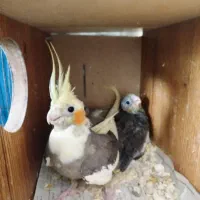 مادروجوجه عروس