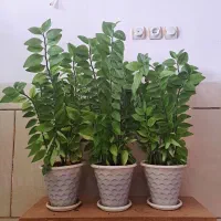 گل پدیلانتوس بزرگ شاداب پر ریشه