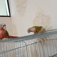 گرینچیک دبل رد و اکستریم