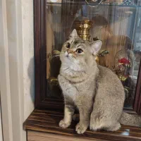 گربه نر برتیش گلد 1ساله