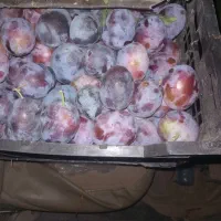 الو حاج کبرایی حاج حسنی و طرقبه سبز