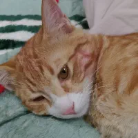 سرپرستی گربه