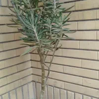 اشک عروس سرحال و شاداب