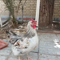 مرغ وجوجه بومی