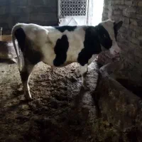 گوساله هلشتاین نر