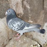 کفتر