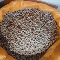 لوبیا چیتی