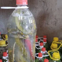 خیار شور ارگانیک