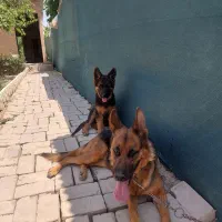 سگ ژرمن همراه توله