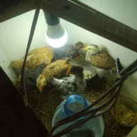 مرغ و خروس