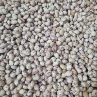لوبیا چیتی زنجان، هیدج