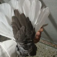 دم سفید