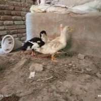 اردک|حیوانات مزرعه|بناب, |دیوار