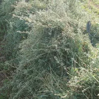 بیده فروشی درجه یک