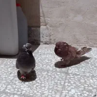 کبوتر نوک قنار
