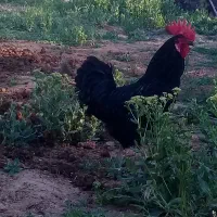 خروس محلی.بلاک