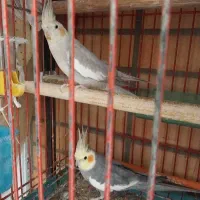 عروس هلندی سخنگو