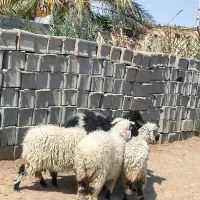 ۴عدد کاور و با یک عدد بره نر شیرمست