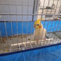 عروس‌هلندی‌نروماده‌مولد