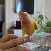 طوطی کوتوله برزیلی