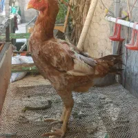 مرغ لاری