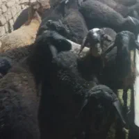 بره نر پرواری چاق چاق آماده کشتار