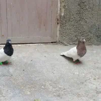 کله پاک بدون ایراد ضمانتی