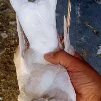 پرنده کبوتر