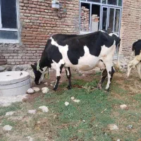 گاو همراه با گوساله نر و یک عدد گوساله ماده