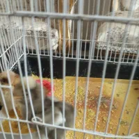 بلدرچین و جوجه محلی