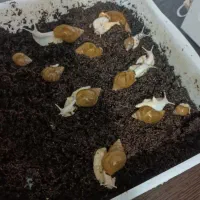 حلزون البینو