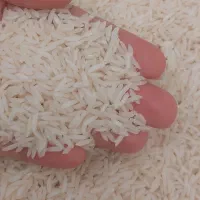 برنج ایرانی طارم هاشمی محلی عمده