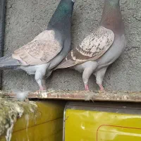 یک جفت کفتر پشت تاووسی