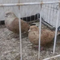 سه جفت کله ایی باسیاه بی تاج گناوه هستم