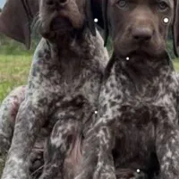 توله المانی شکاری پویینتر ماده