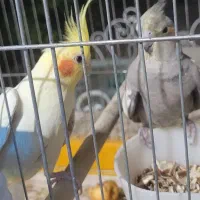 عروس هلندی