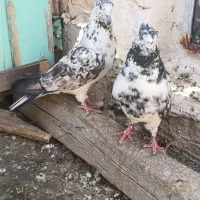 کبوتر گرفتنی سوسگی