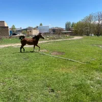 اسب مادیان